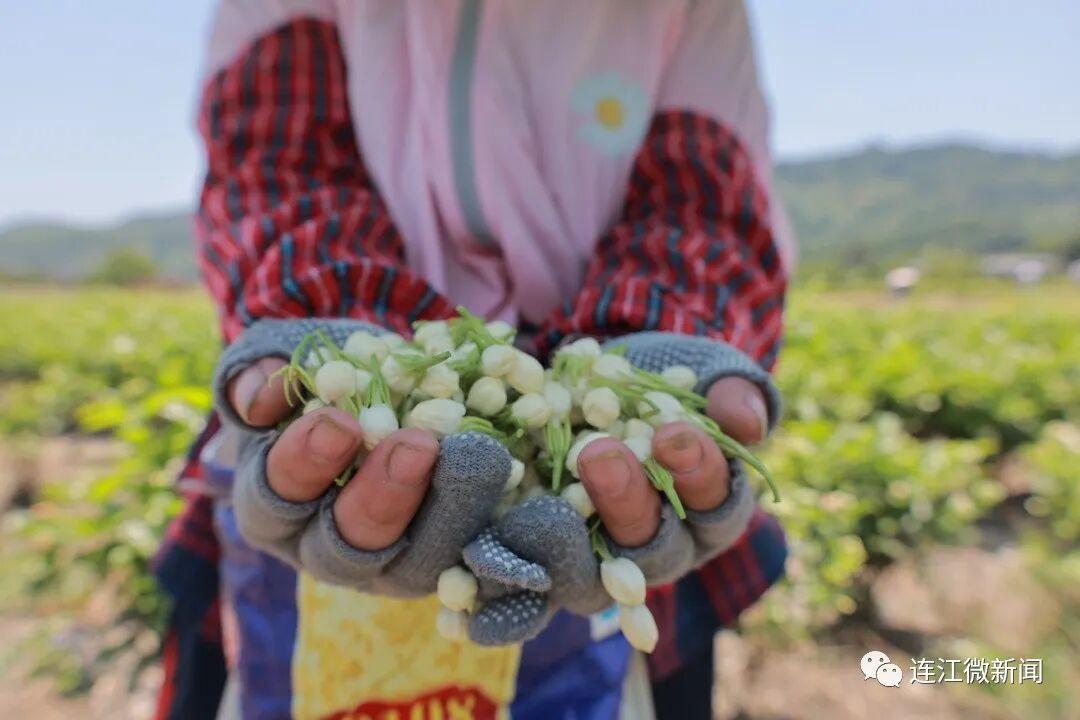 香！香！香！连江这里花开了！