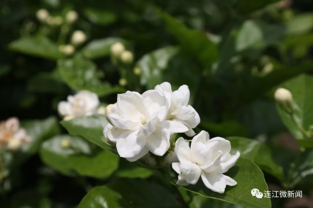 香！香！香！连江这里花开了！