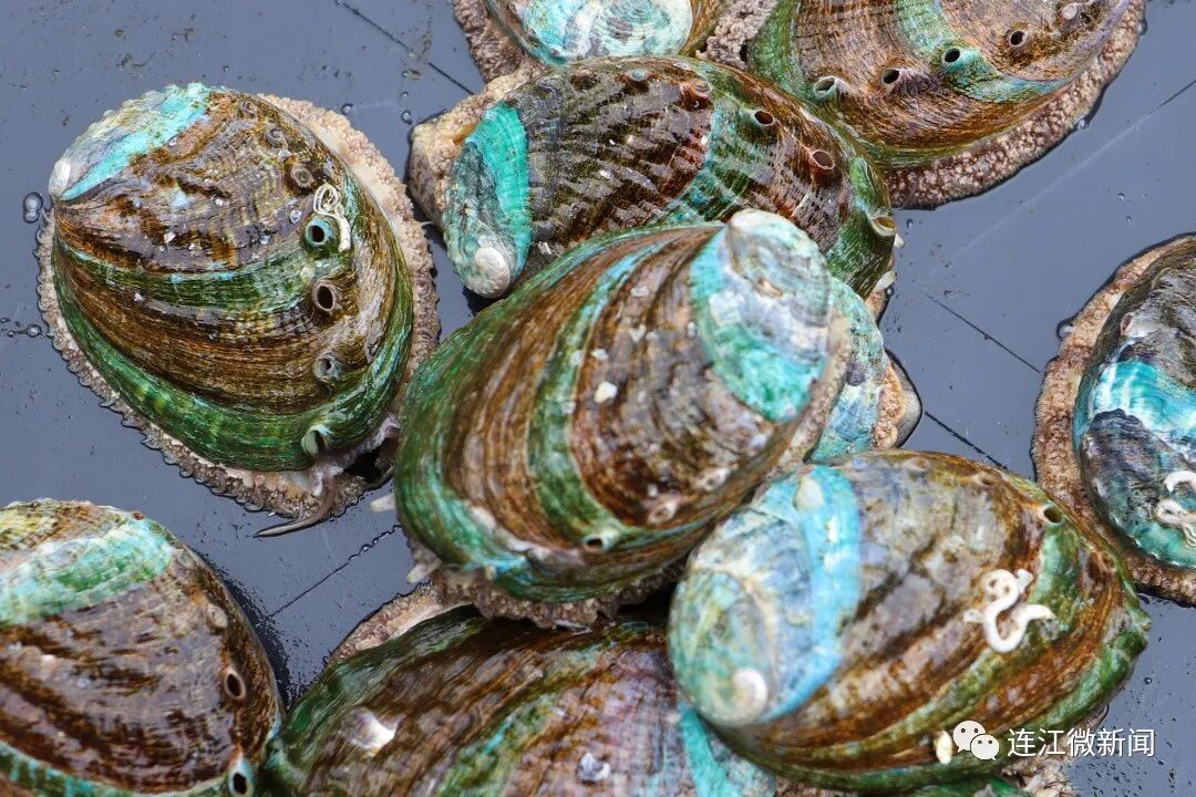 在连江鲍鱼是红的绿的黄的