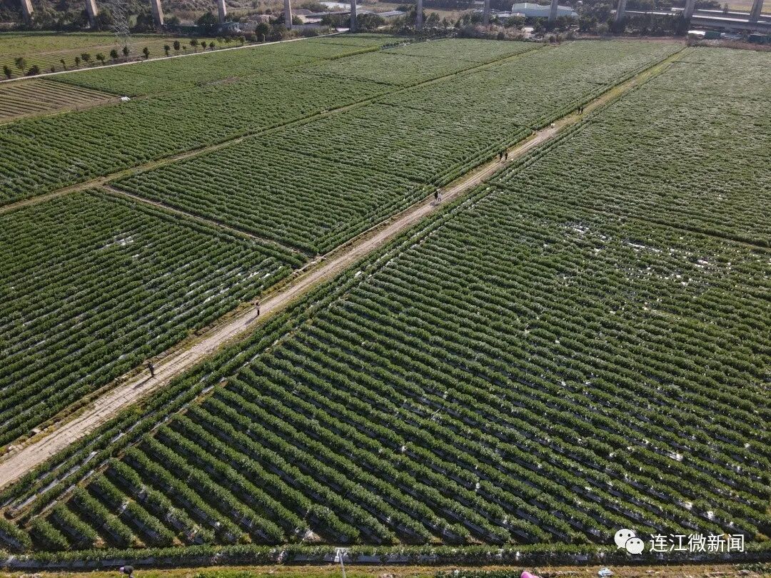 ​连江3000亩“冬闲田”变“聚宝盆”！秘诀是……