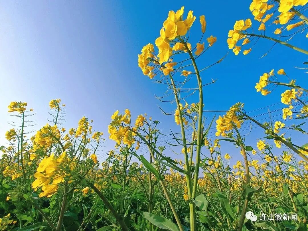 美绝了！连江的春天向你发来约会邀请~
