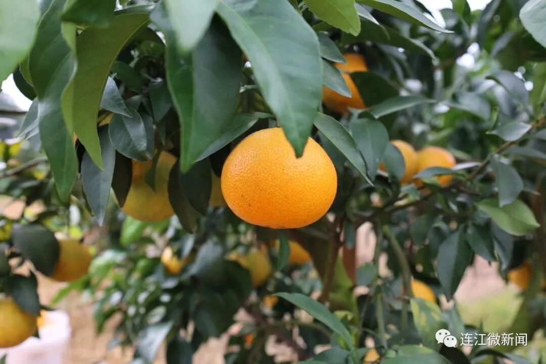 C“味”出道！连江这里甜蜜爆表！