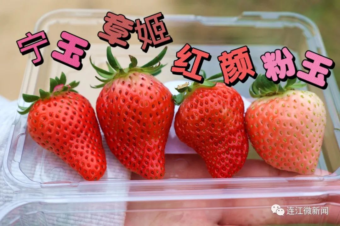 超甜！连江，“莓”你不行！