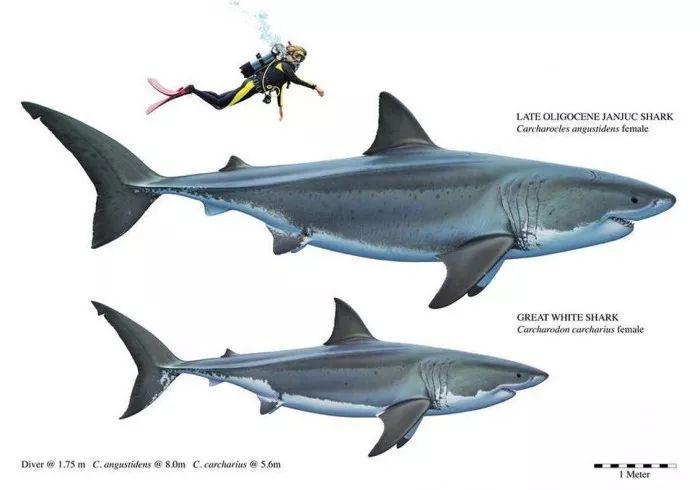 维州沙滩发现史前巨鲨牙齿!属于2500万年前的海洋霸主!