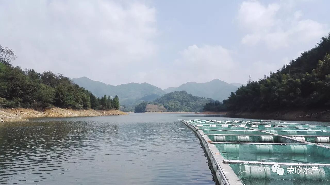 目前,2万斤马口鱼,光唇鱼,3000只石蛙已达到出售标准,欢迎新