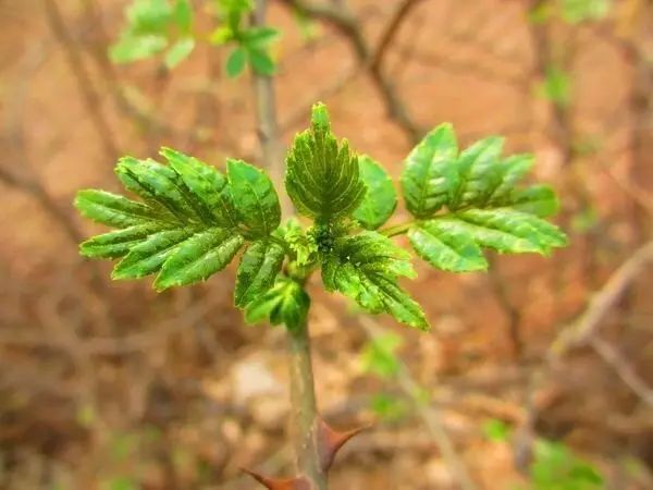 說到春天的美味野菜,薺菜,香椿,蕨菜,馬齒莧,蒲公英,蓬蓬菜,麵條菜