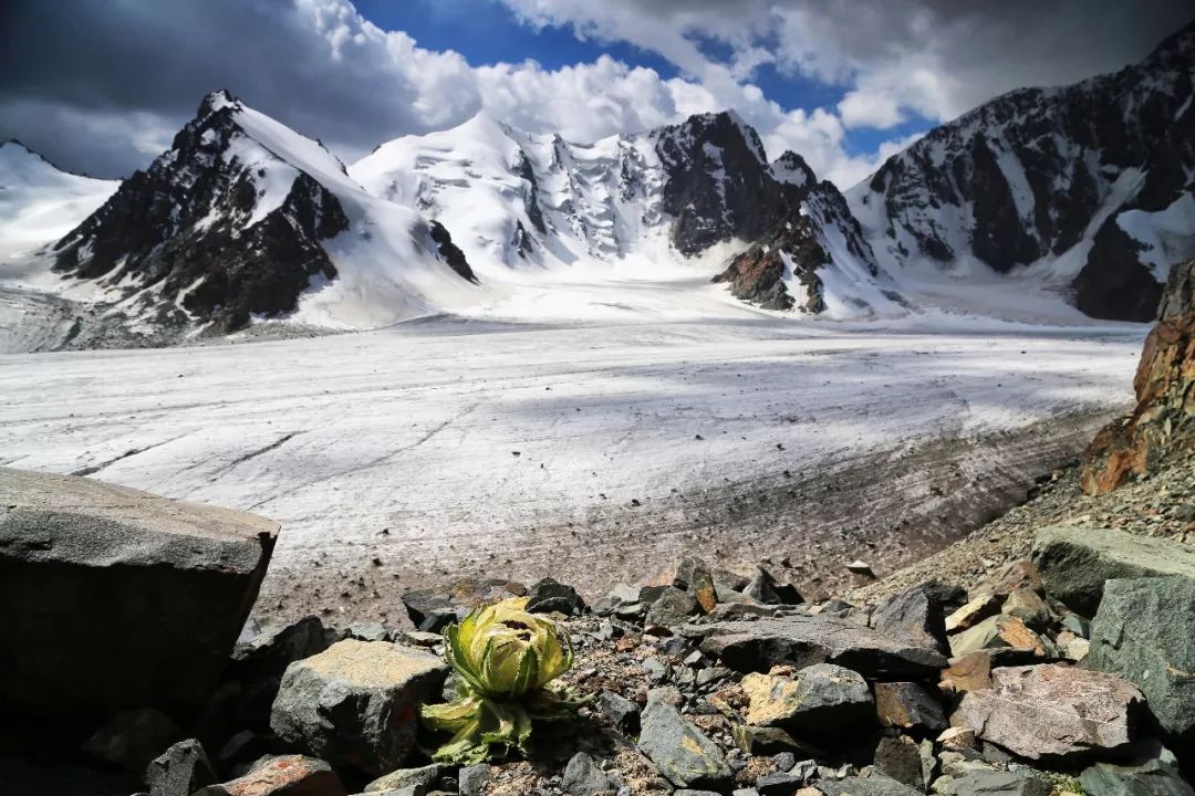 神山、冰川、雪蓮……這可能是風景最全的新疆徒步線路 歷史 第13張