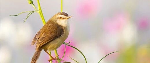 孩子们用舞蹈演绎动人故事，讲述鸟儿的心声！