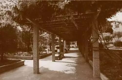 华二的三个儿子 你喜欢哪家 奇数多 微信公众号文章阅读 Wemp