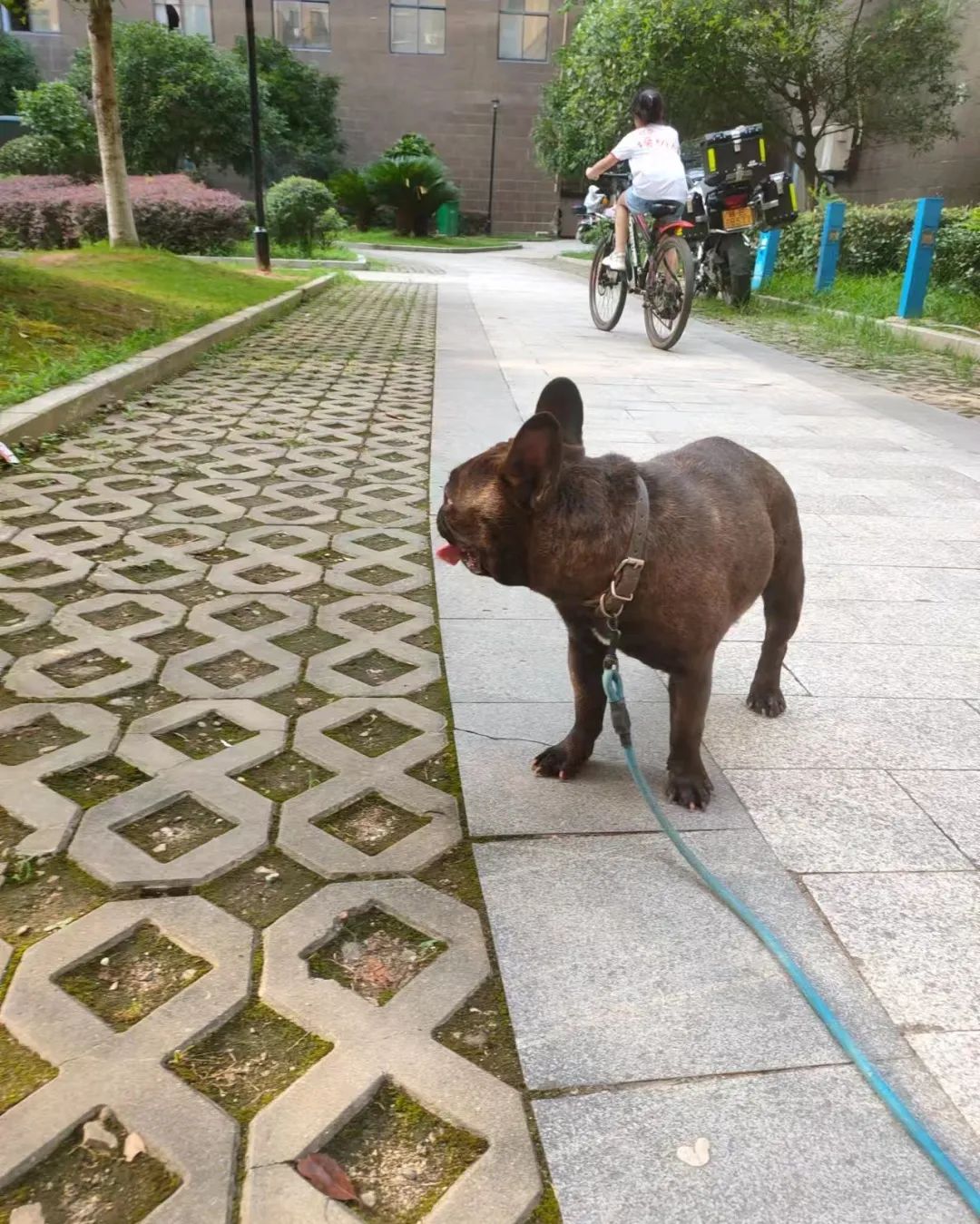 更多宠物_问一下宠物_宠物全部