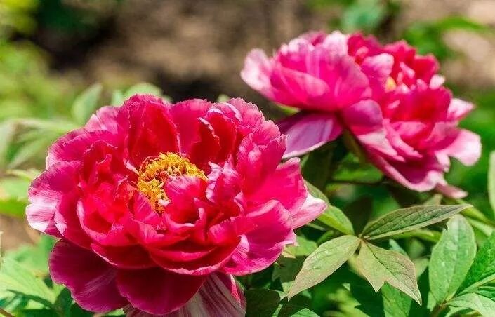 第37届中国洛阳牡丹文化节赏花启动仪式即将开幕，更有***花情预报！