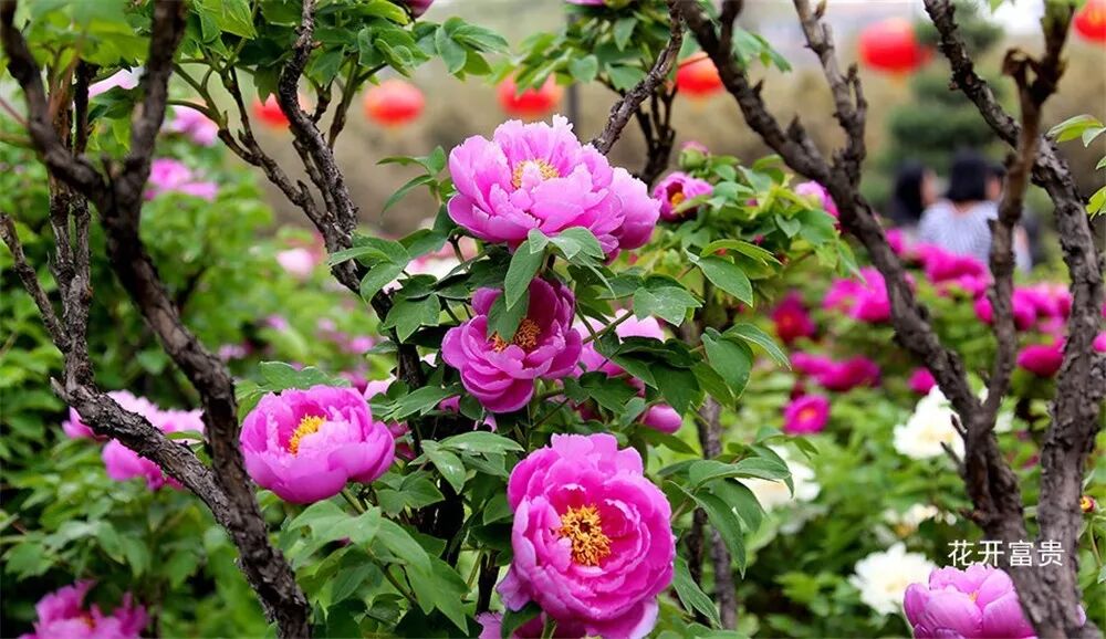 第37届中国洛阳牡丹文化节赏花启动仪式即将开幕，更有***花情预报！