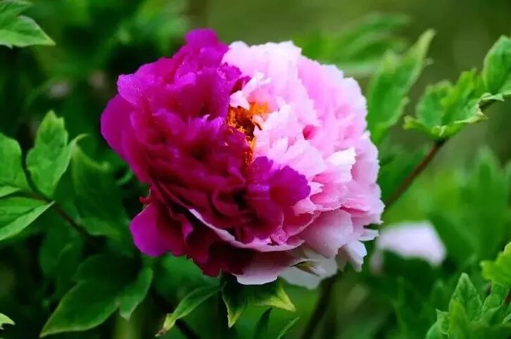 第37届中国洛阳牡丹文化节赏花启动仪式即将开幕，更有***花情预报！