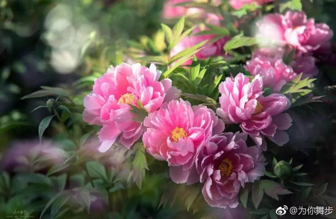 第37届中国洛阳牡丹文化节赏花启动仪式即将开幕，更有***花情预报！