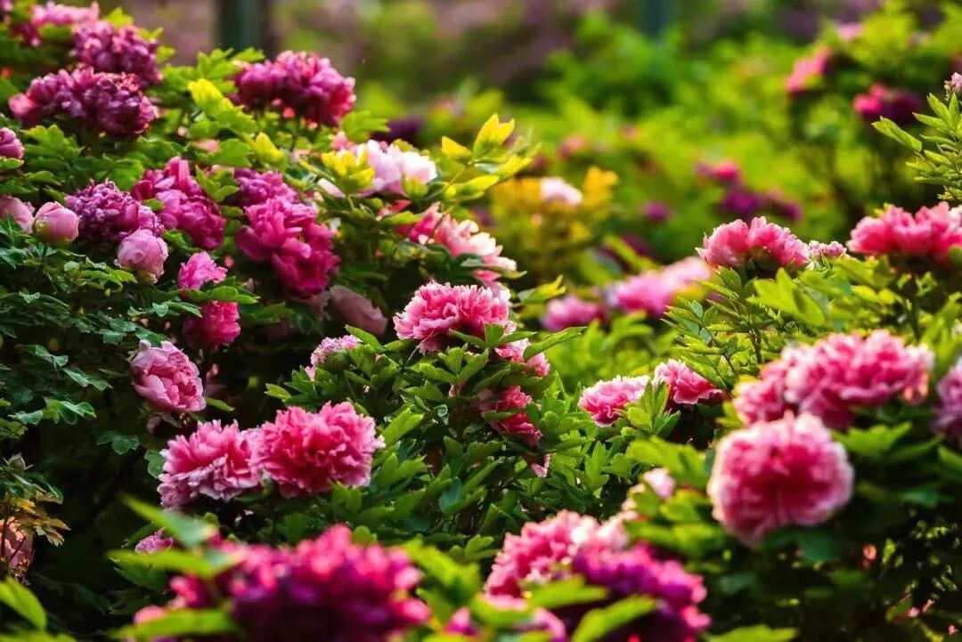 第37届中国洛阳牡丹文化节赏花启动仪式即将开幕，更有***花情预报！