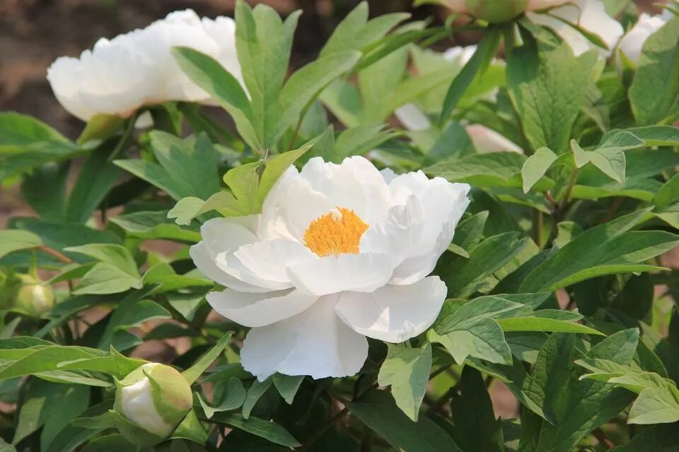 第37届中国洛阳牡丹文化节赏花启动仪式即将开幕，更有***花情预报！