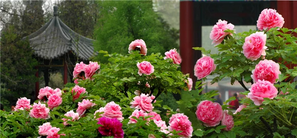 第37届中国洛阳牡丹文化节赏花启动仪式即将开幕，更有***花情预报！