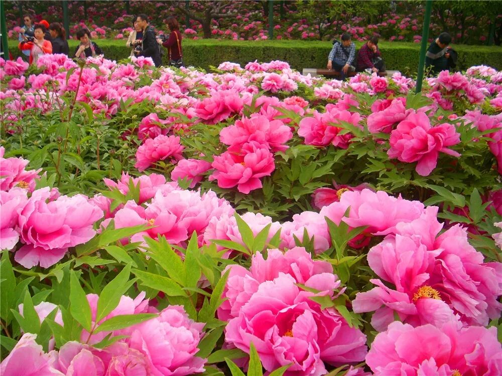 第37届中国洛阳牡丹文化节赏花启动仪式即将开幕，更有***花情预报！