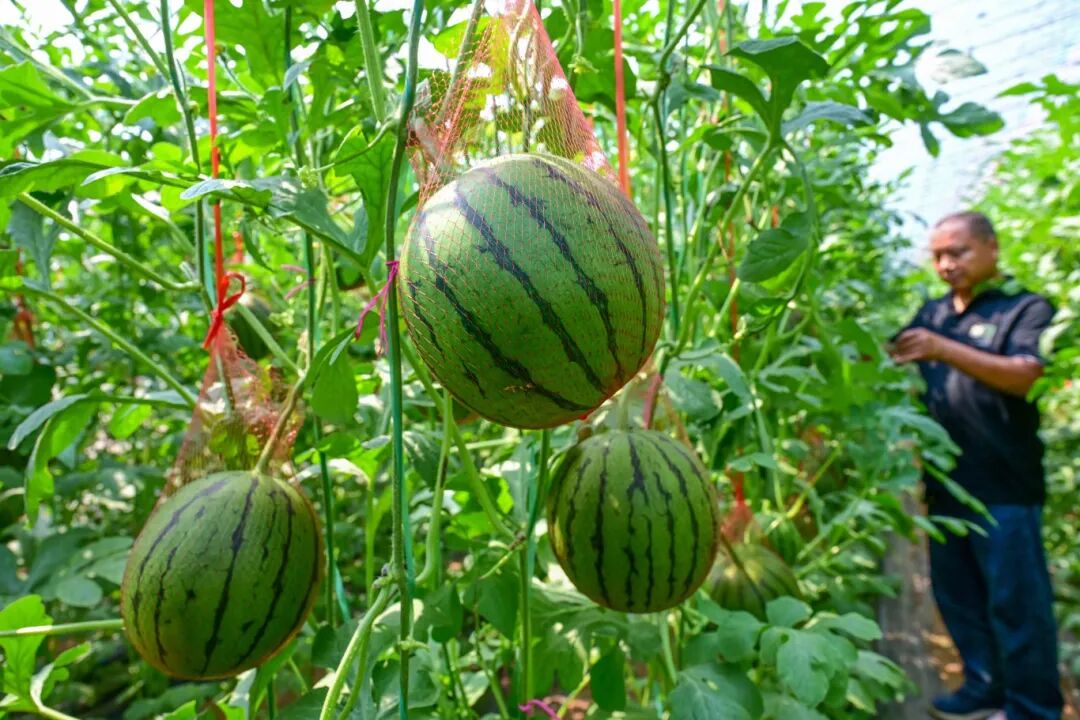 是时候了!2024初夏,洛阳采摘正当时!