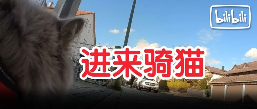 给猫戴上摄像头，才知道它这么放飞自我