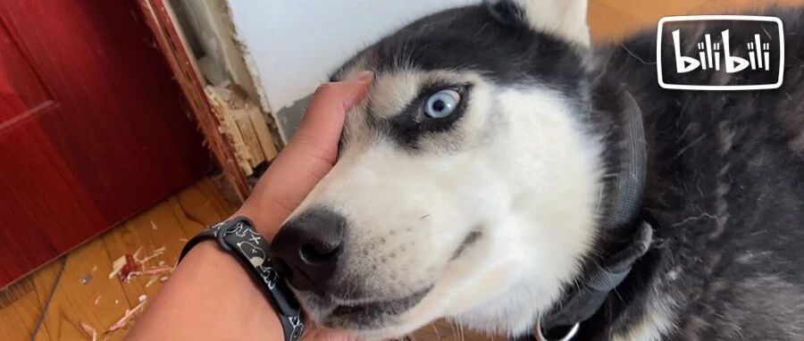 把哈士奇训练成警犬，我崩溃了