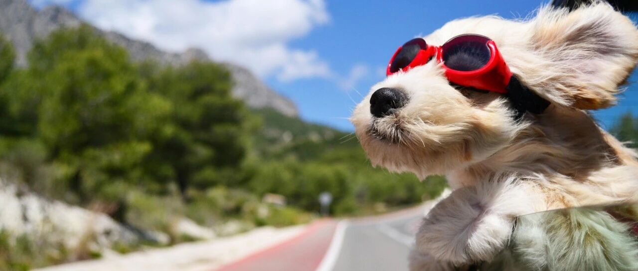 为什么狗狗总是将头伸出车窗外？