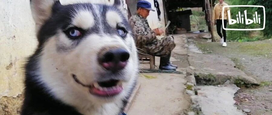 我捡了只哈士奇回农村，爷爷把它当猪养