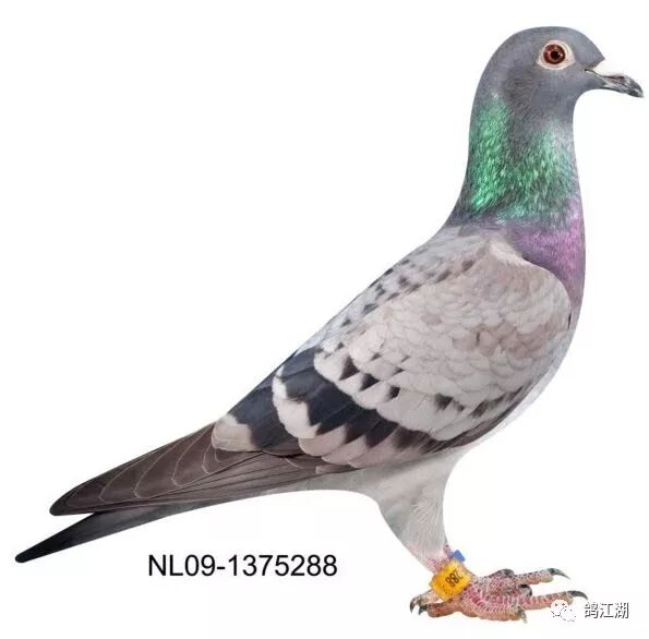 天价鸽系都有一个共同点 环球铭鸽 微信公众号文章阅读 Wemp
