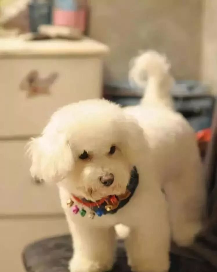 比熊幼犬吃什么狗粮饲养宠物要 科学养宠 宠物大聚点 微信公众号文章阅读 Wemp