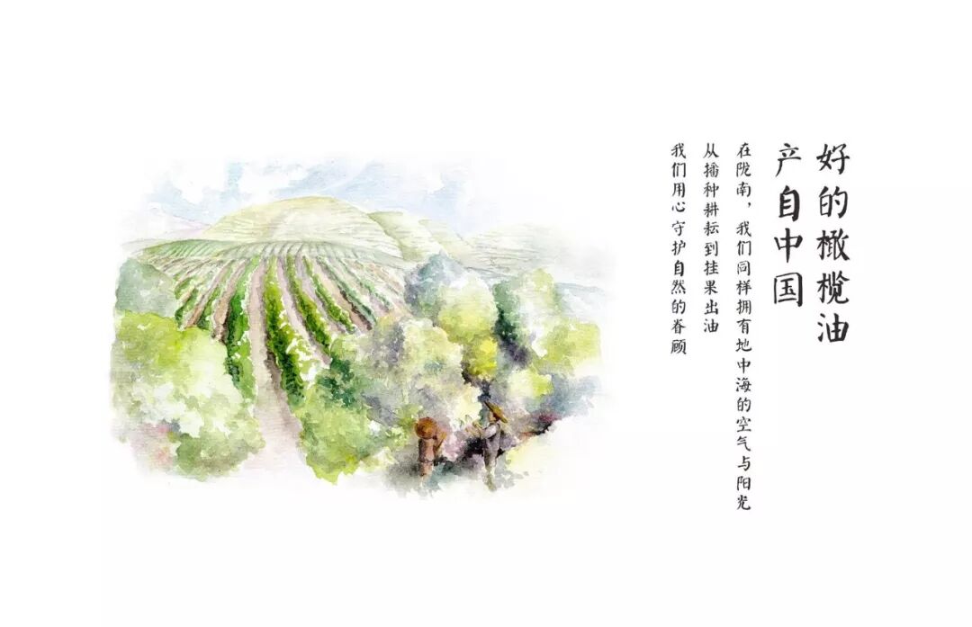 好橄榄油质量品牌有哪些_橄榄油哪个品牌好质量好_好的橄榄油品牌