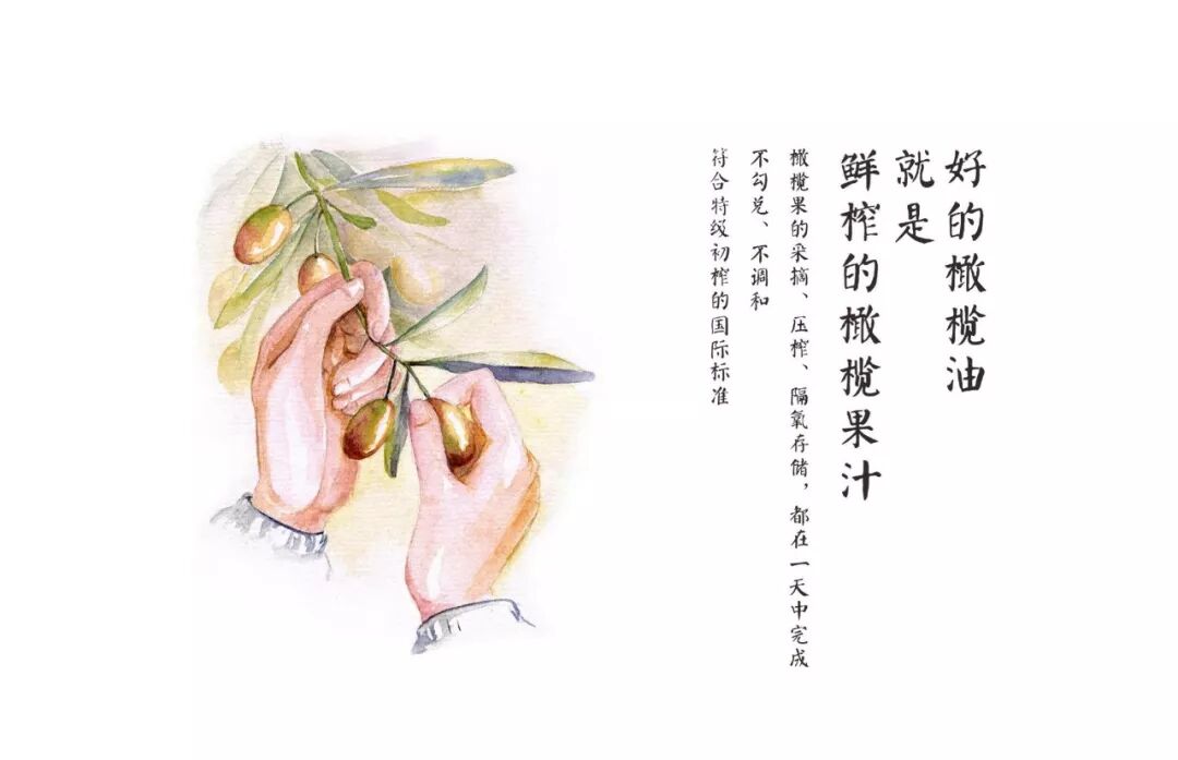 好的橄榄油品牌_橄榄油哪个品牌好质量好_好橄榄油质量品牌有哪些