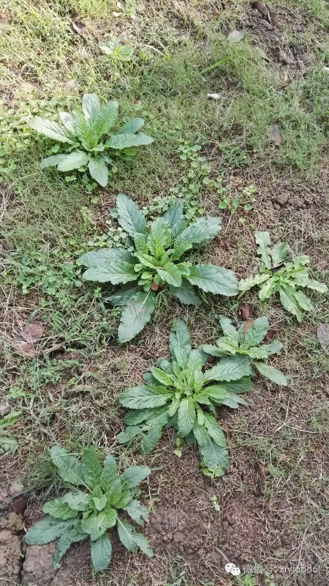 蛤蟆草泡水喝的功效