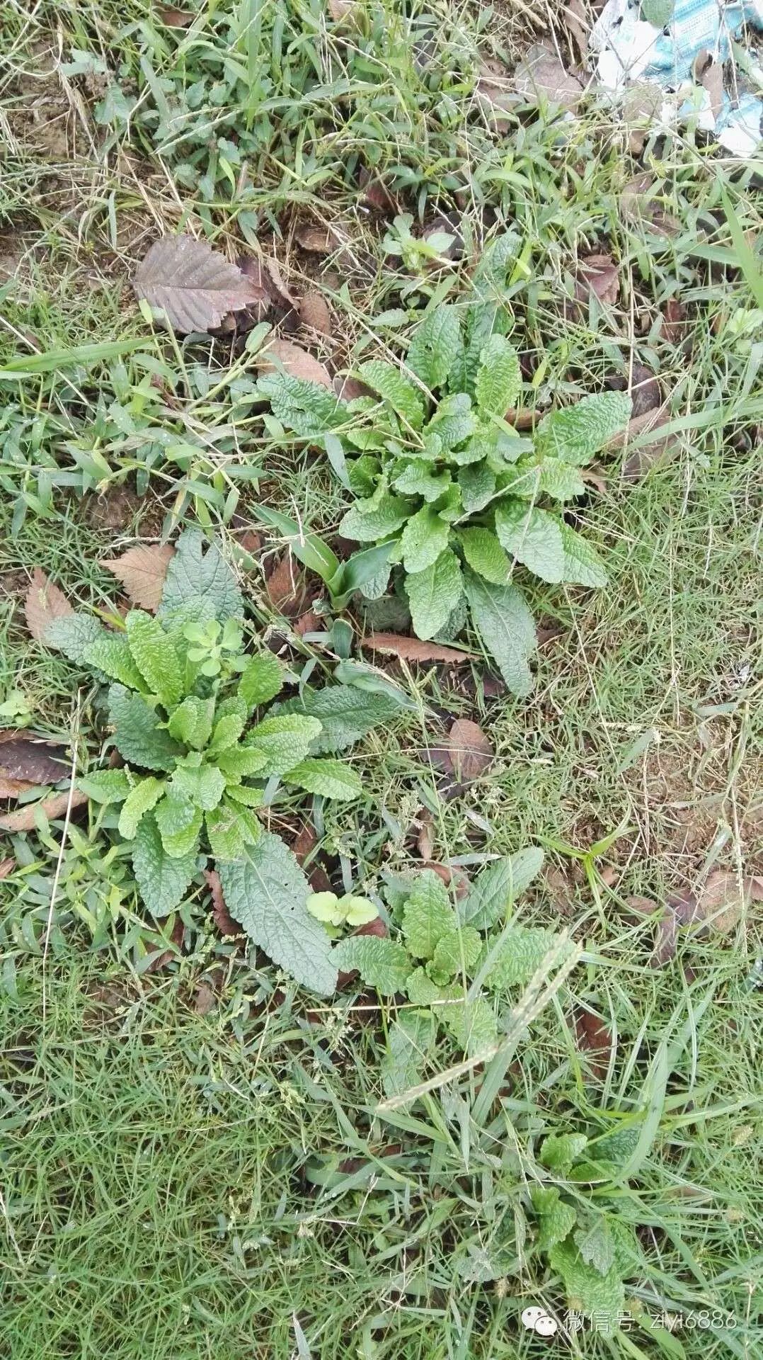 蛤蟆草泡水喝的功效