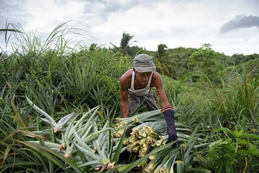 聚酯纤维板与玻璃纤维吸音棉_聚酯纤维是塑料吗_秸秆纤维超强聚酯瓦