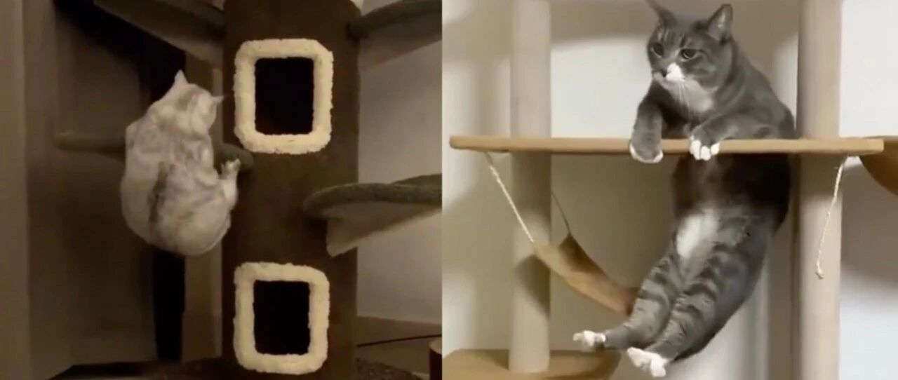 总有一些猫爬架，搞得猫咪很尴尬！