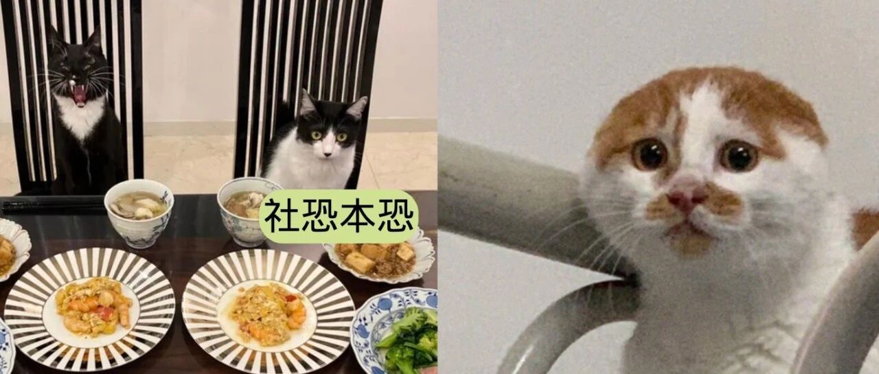 养了一只社恐猫，到手的亲事差点吹了！
