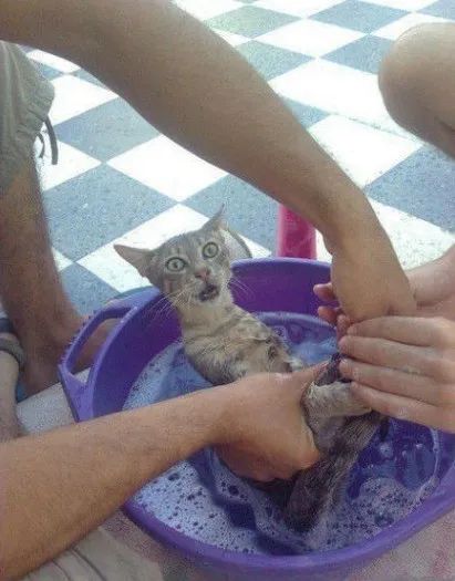給貓洗澡，試試就…逝世！ 寵物 第1張