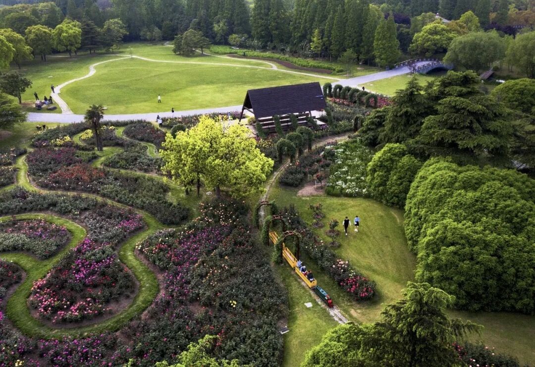 100个大花品种 2公里月季花墙 滨江森林公园月季观赏全攻略戳 军事新闻