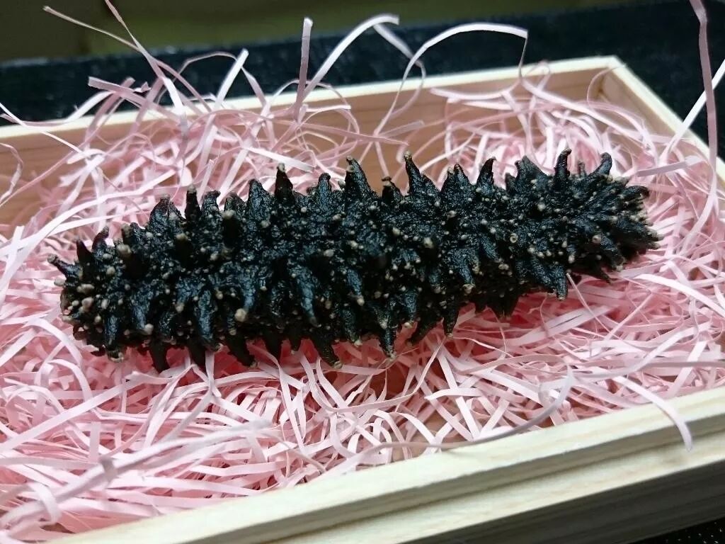 神奇的海参 你不知道的冷知识 四个小土豆 微信公众号文章阅读 Wemp