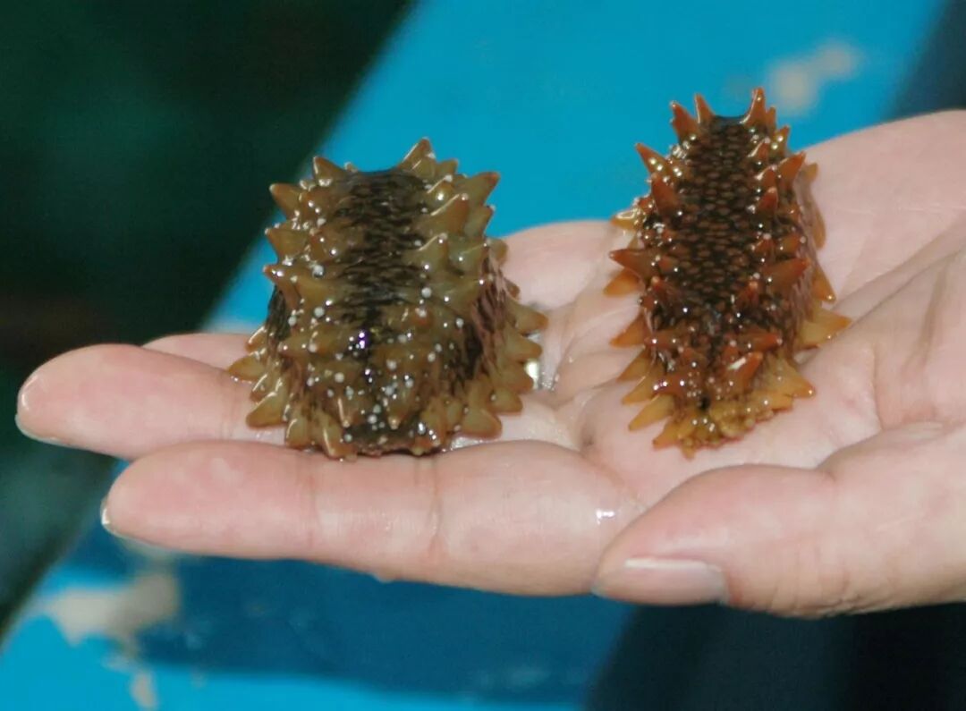 神奇的海参 你不知道的冷知识 四个小土豆 微信公众号文章阅读 Wemp