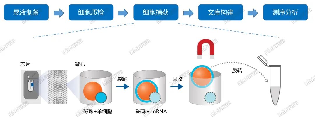 10x genomics 平臺利用微流控技術,將帶有cell barcode的凝膠微珠和