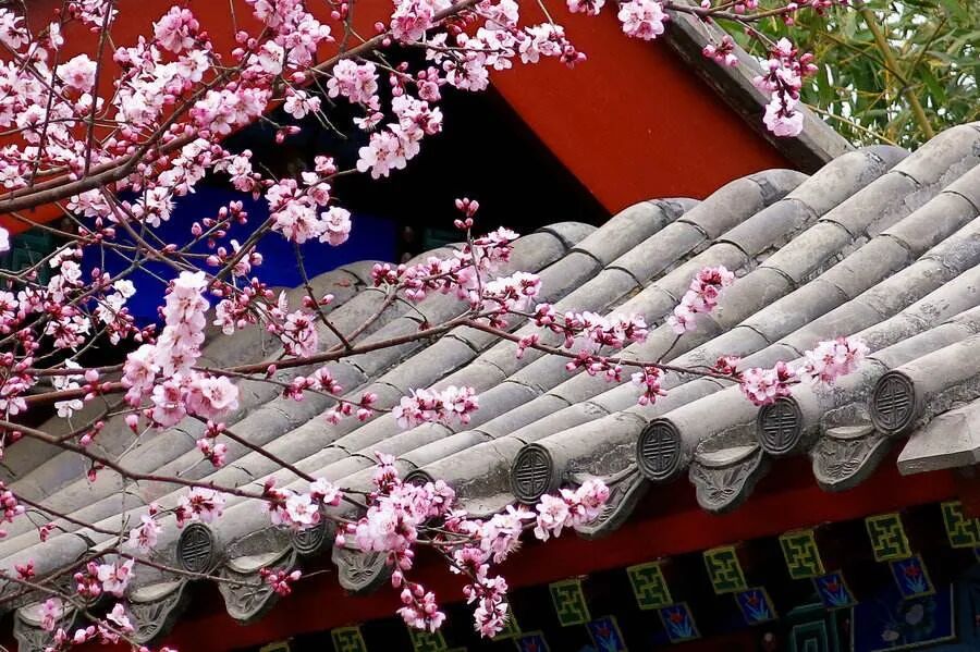 命带桃花，花不花？自己怎么查？