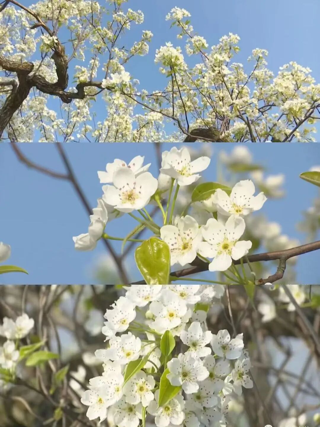 四川广安：广安首个春假！快跟着小编这样打卡——华蓥篇(图7)