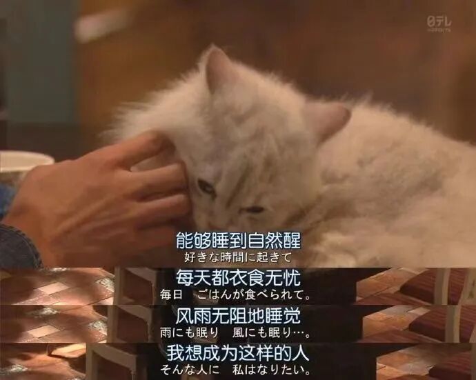 ��Ϊè��Ƥ�����Ҿ�Ȼ���˽�������һ