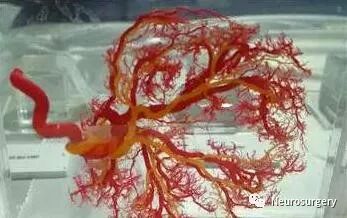 怎么区分显微剪刀医学科普：显微外科技术_https://www.jmylbn.com_新闻资讯_第19张