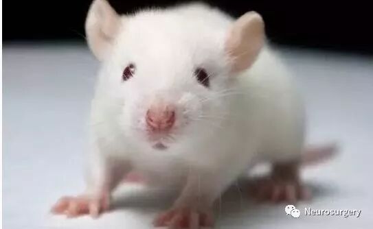 怎么区分显微剪刀医学科普：显微外科技术_https://www.jmylbn.com_新闻资讯_第21张