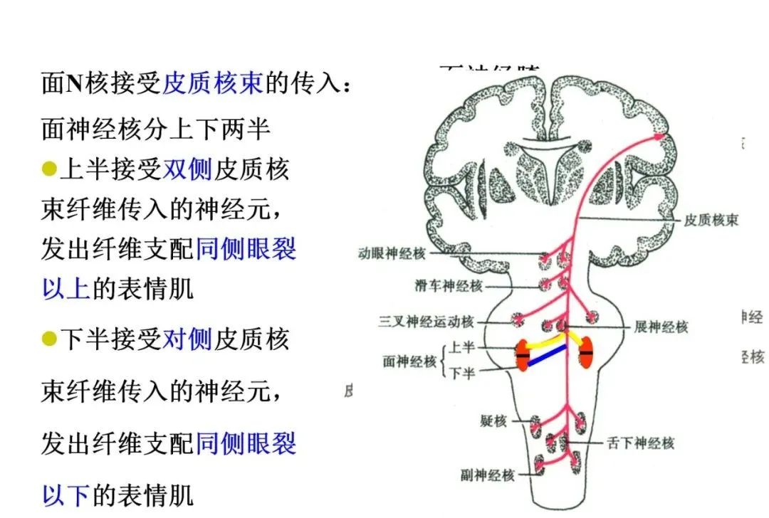 综合征的简洁记忆总结中脑大脑脚脚底【眼【锥】中脑被盖腹内侧