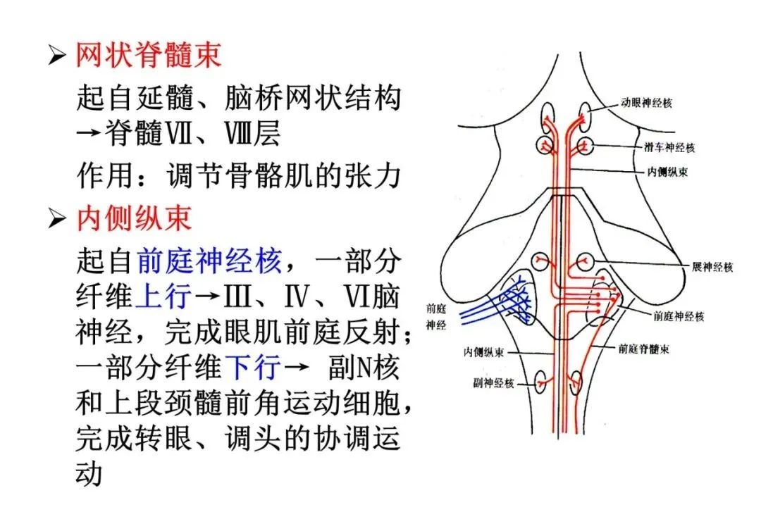 综合征的简洁记忆总结中脑大脑脚脚底【眼【锥】中脑被盖腹内侧