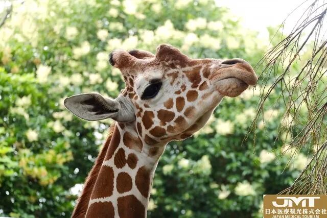 血压什么动物长颈鹿是地球上高血压最严重的动物？原因竟在长长的脖子_https://www.jmylbn.com_新闻资讯_第2张
