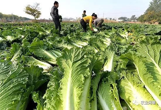 菜园子自家种植的大白菜 一直出现散叶 就是不长心 啥情况呢 农业乡村闲聊 微信公众号文章阅读 Wemp